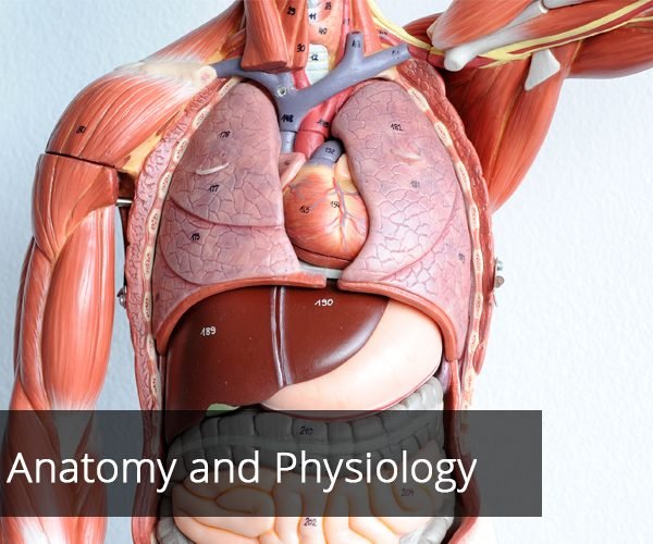 https://sst.knutsford.university/wp-content/uploads/2020/08/Human-Anatomy-and-Physiology-600x500.jpg